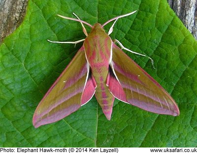 Elephant Hawkmoth