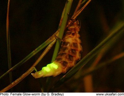 Glow-worm