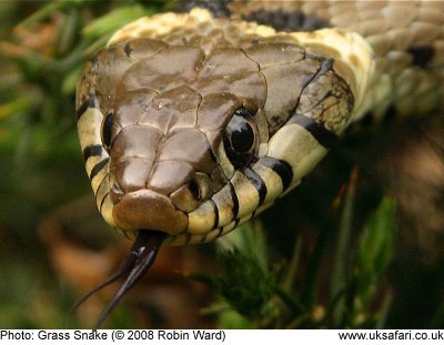 Grass Snake eggs