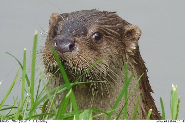 Otter