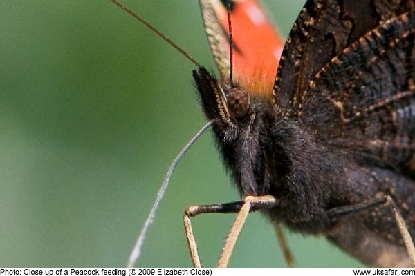 Peacock Butterfly