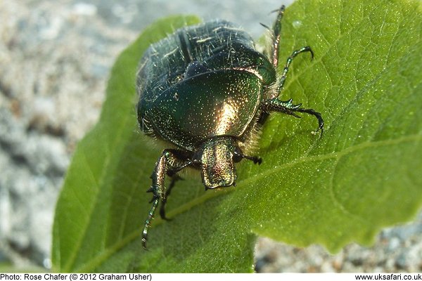 Rose Chafer