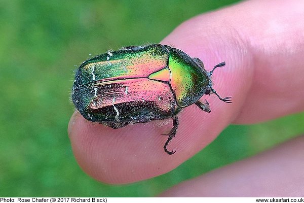 Rose Chafer