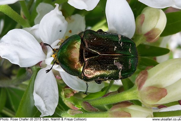 Rose Chafer