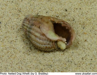 Netted Dog Whelk