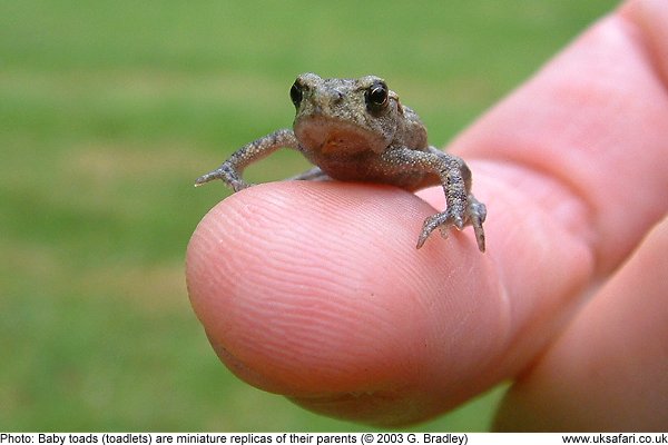 Toadlet