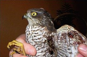 Sparrowhawk shot by an airgun