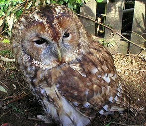 Tawny Owl