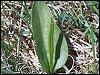 Adder's Tongue Fern