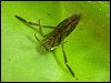 Backswimmer