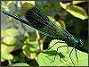 Banded Demoiselle