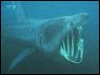 Basking Shark