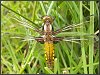 Broad Bodied Chaser