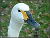 Bewick's Swan