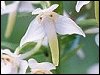 Butterfly Orchid