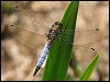 Black-tailed Skimmer