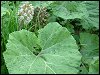 Butterbur