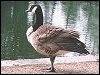 Canada Goose