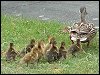 Ducklings