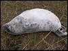 Seal Pup