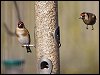 Goldfinches