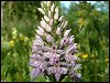 Common Spotted Orchid