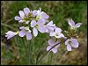 Cuckoo Flower