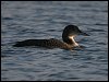 Great Northern Diver