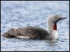 Red-throated Diver