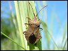 Dock Bug