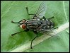 Flesh-fly