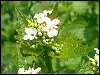 Garlic Mustard