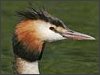 Great-crested Grebe