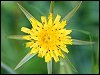 Goat's Beard