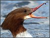 Goosander