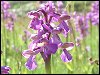 Green-winged Orchid