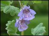 Ground Ivy