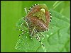 Hairy Shieldbugs