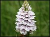 Heath Spotted Orchid