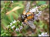 Heineken Hoverfly