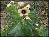 Henbane