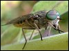 Horse-fly