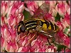 Marsh Hoverfly