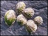 Limpets