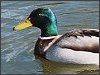 Mallard Duck