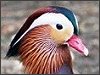 Mandarin Duck