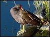 Moorhen