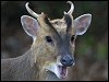 Muntjac Deer