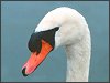 Mute Swan