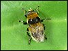 Narcissus Hoverfly